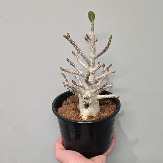 Adenium Arabicum 'Baobab'