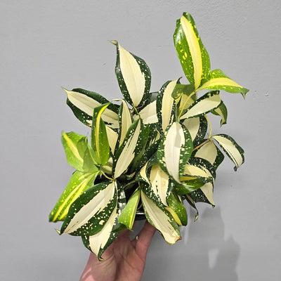 Dracaena 'Milky Way'