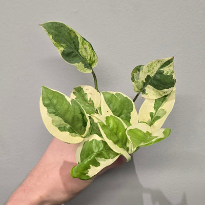 Mini Epipremnum N'Joy