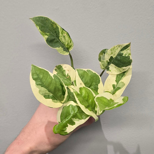 Mini Epipremnum N'Joy