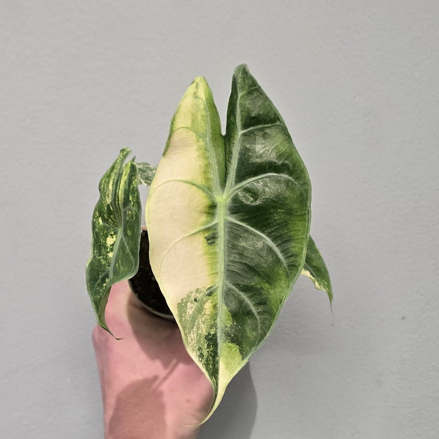 Alocasia Nairobi Nights Variegated