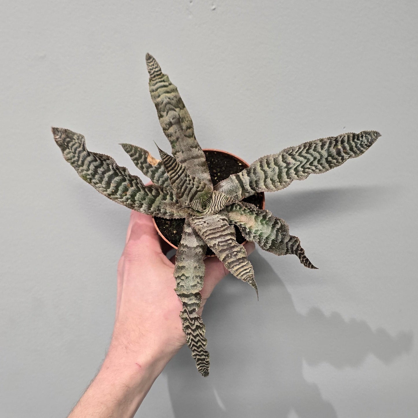 Cryptanthus - Mixed