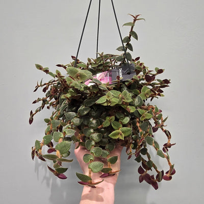 Hanging - Tradescantia Brown Hill
