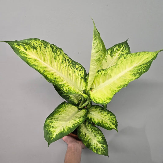 Dieffenbachia 'Bravo'