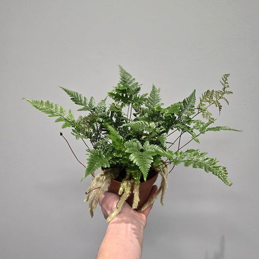 Rabbit's Foot Fern "Humata Tyermannii"