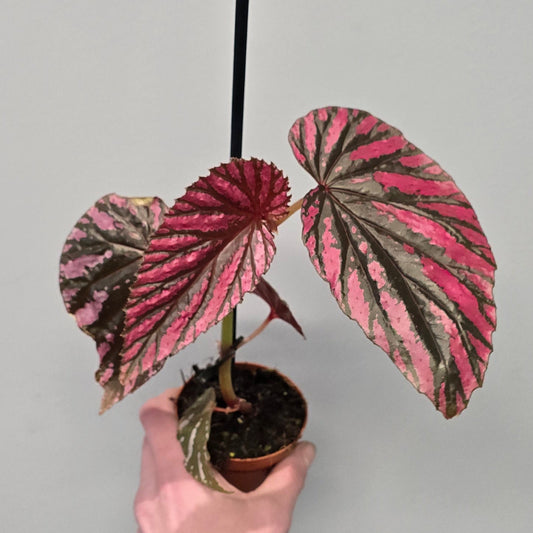 Begonia Pink Brevirimosa