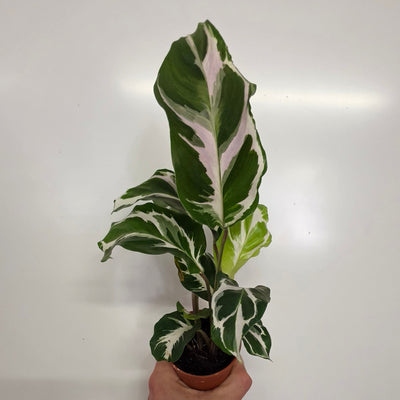 Mini Calathea White Fusion