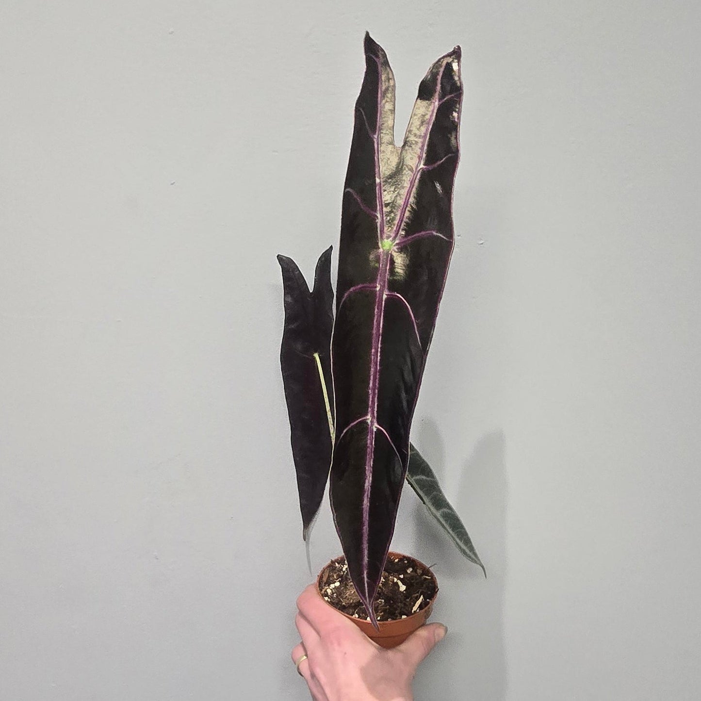 Alocasia Longiloba Purple