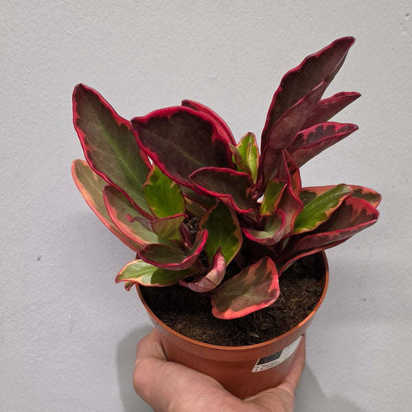 Peperomia Clusiifolia 'Jelly'