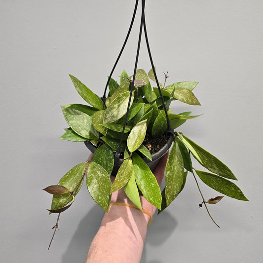 Hanging Hoya Pubicalyx