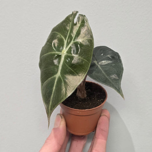 Mini Alocasia Pink Dragon