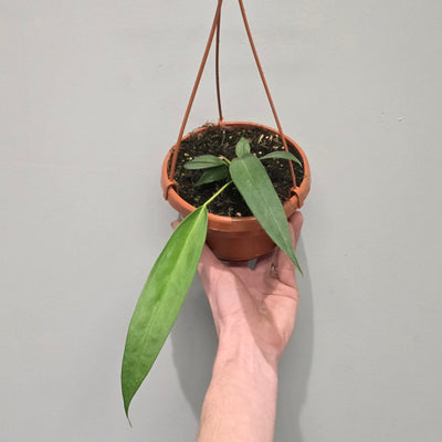 Hanging Anthurium Wendlingeri