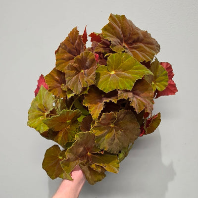 Begonia Amber Love