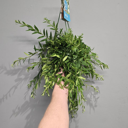 Hanging - Aeschynanthus Lipstick "Japhrolepis"