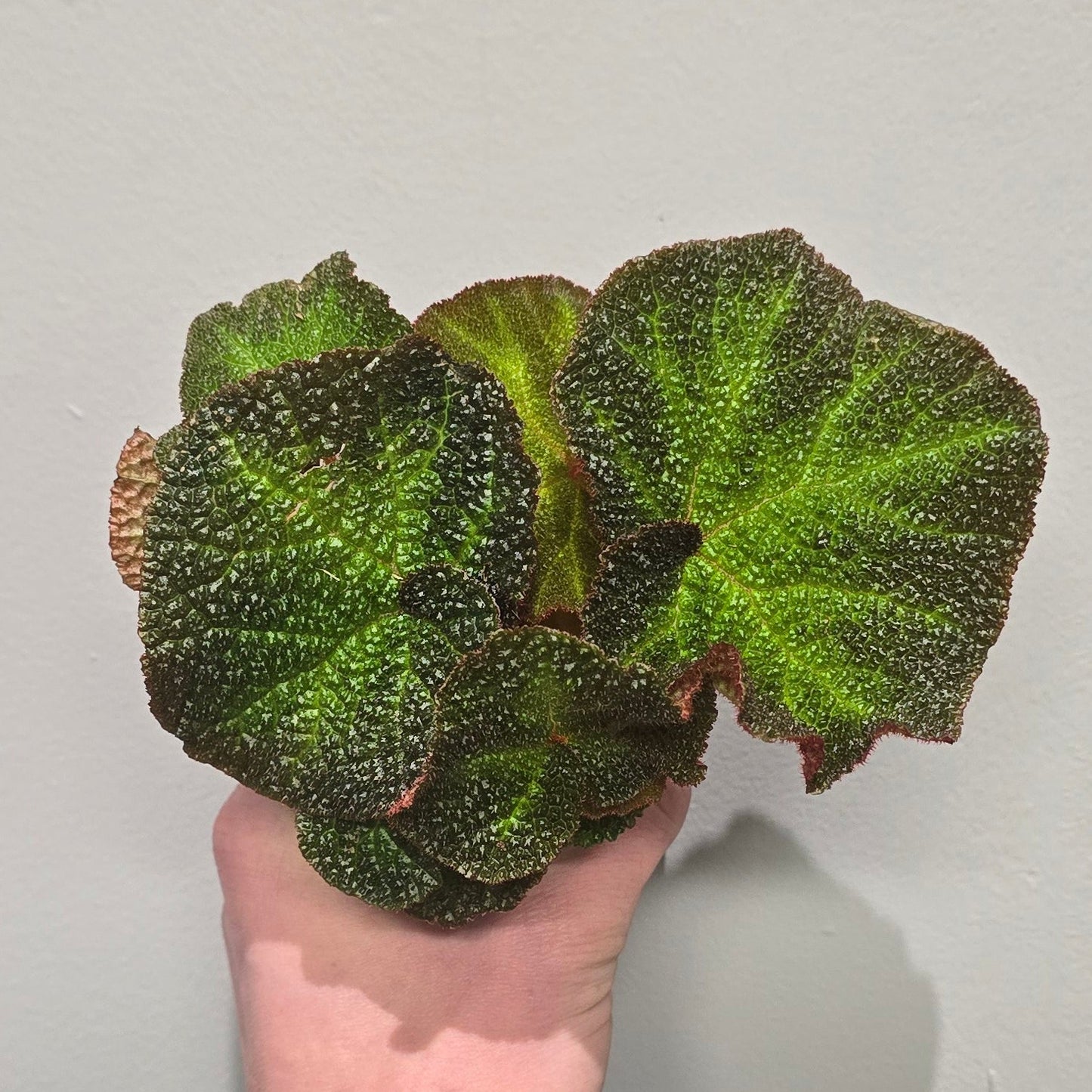 Mini Begonia Rex Soli Mutata