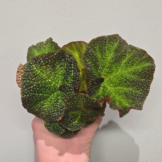 Mini Begonia Rex Soli Mutata