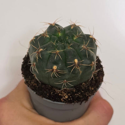 Mini Gymnocalycium Baldianum