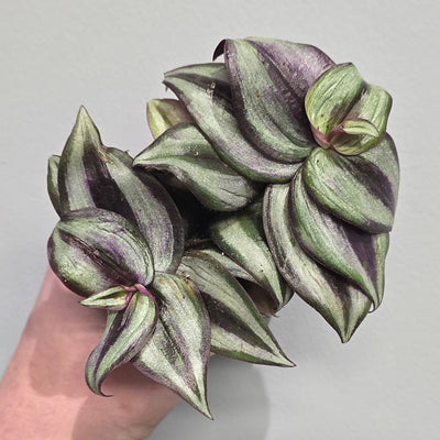 Mini Tradescantia Zebrina Pink Joy