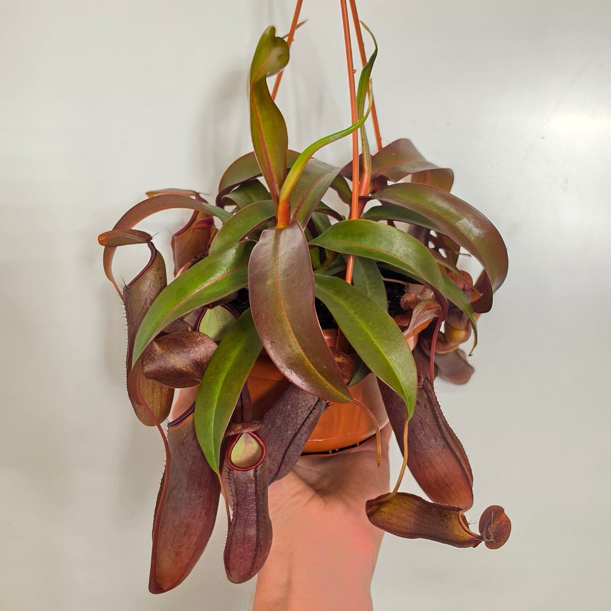 Hanging Nepenthes "Dark Rebecca" Monkey Jars