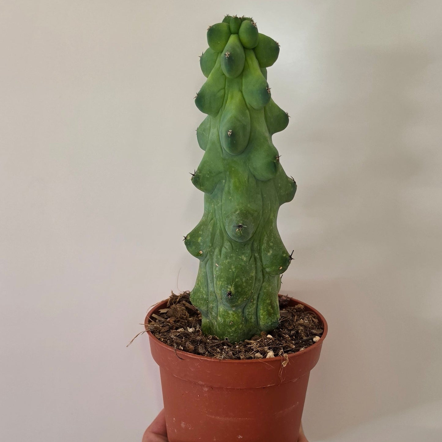 Myrtillocactus Geometrizans 'Boobie Cactus'