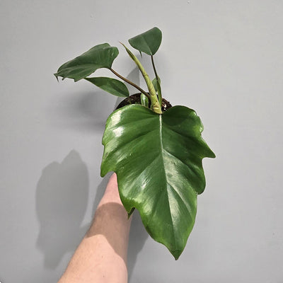 Philodendron Mayoi