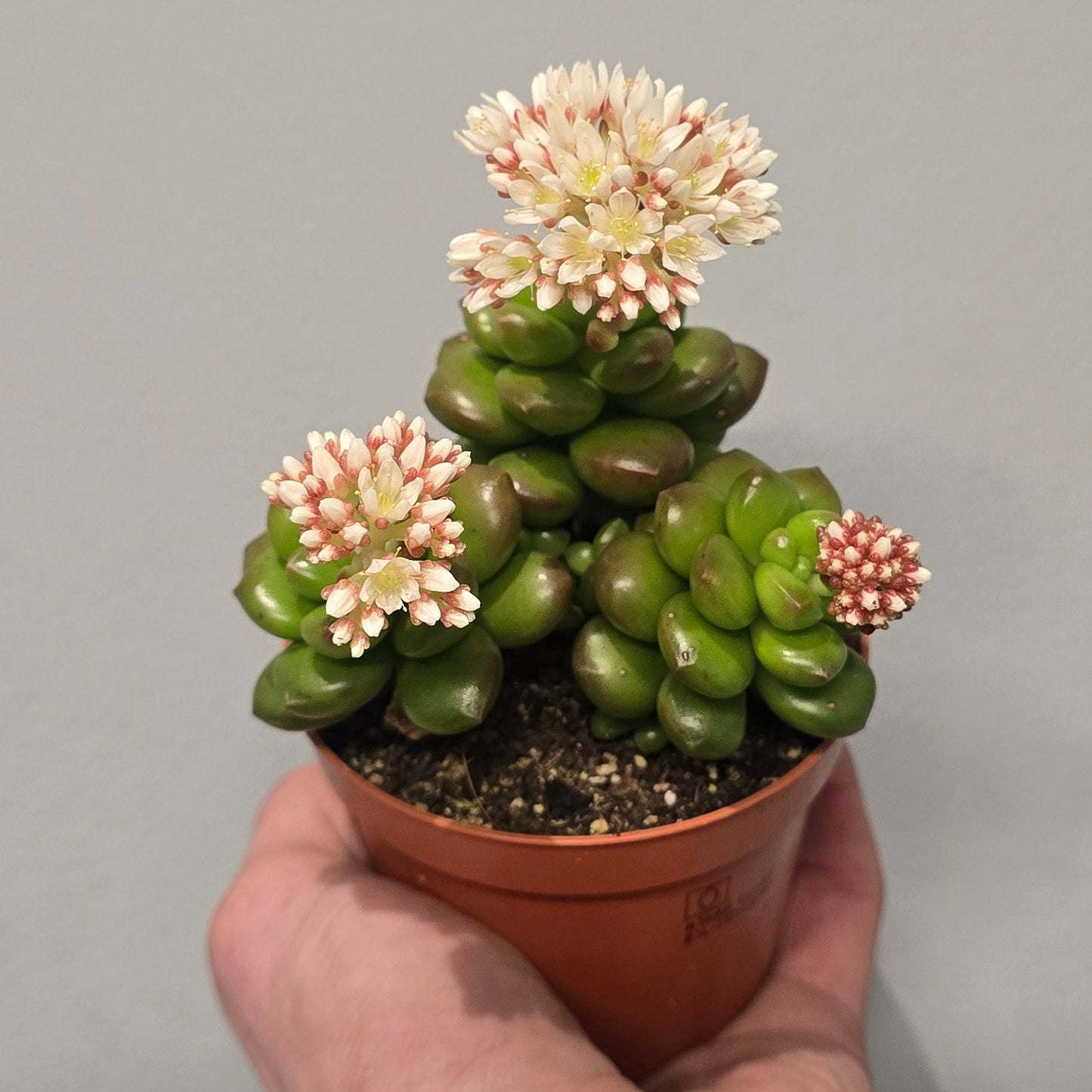 Sedum Lucidum