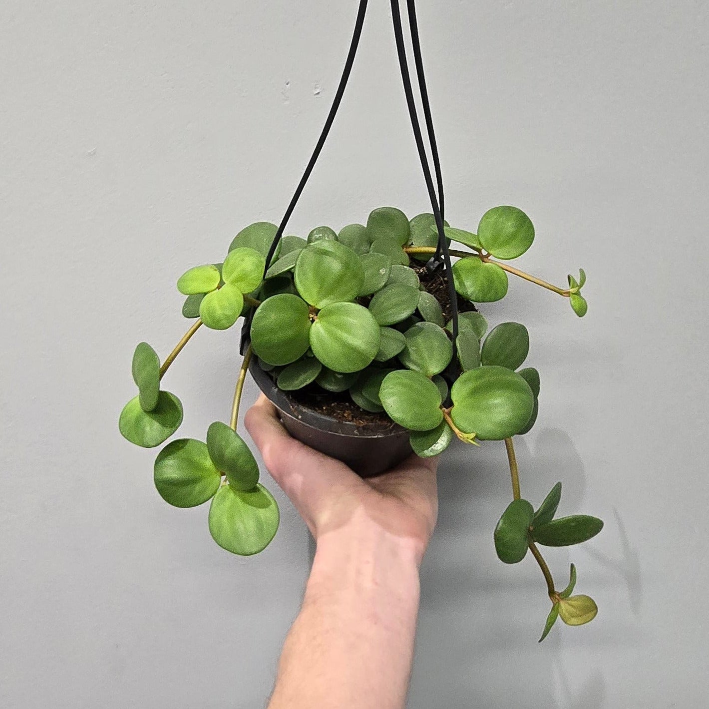 Hanging - Peperomia Hope