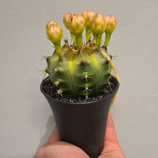 Varigated Gymnocalycium Cactus "Wheel"