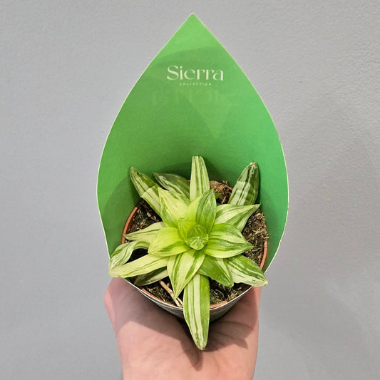 Haworthia Variegated