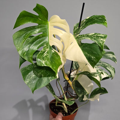 Monstera Deliciosa Albo