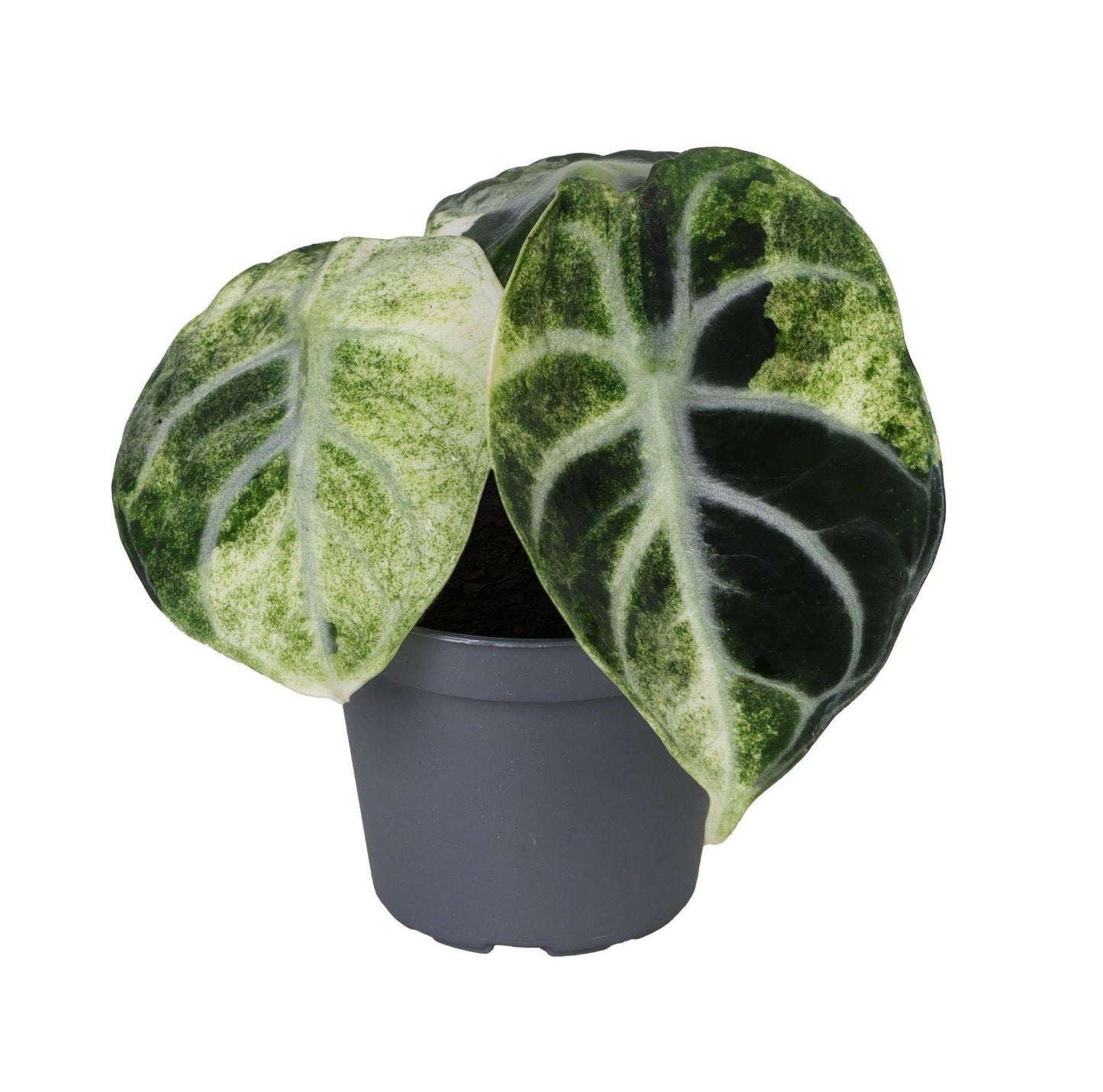 Alocasia Ninja Variegated 'Tricolor'