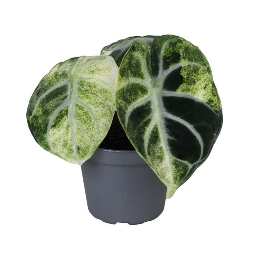 Alocasia Ninja Variegated 'Tricolor'