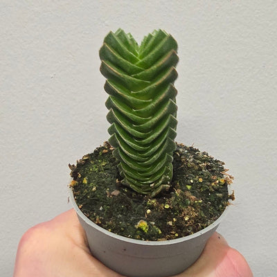 Mini Crassula Buddha's Temple