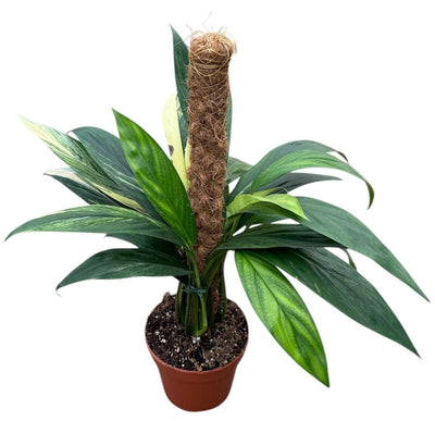 Amplissimum Aurea Variegata