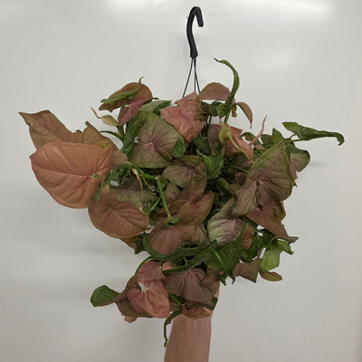 Hanging- Syngonium “Red Heart”