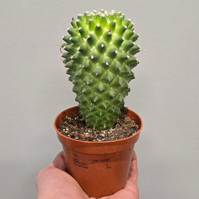 Mammillaria Nipple Cactus