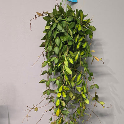 Hanging Hoya Burtoniae Variegated XL