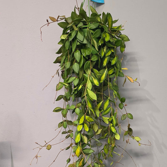Hanging Hoya Burtoniae Variegated XL