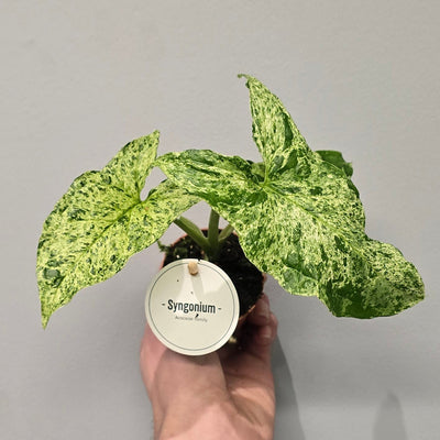 Mini - Syngonium 'Mottled'