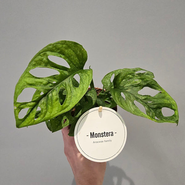 Monstera Adansonii 'Mint'