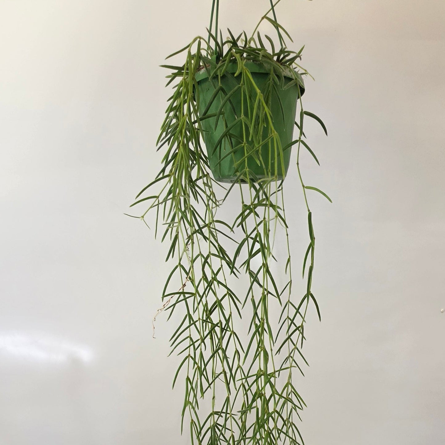 Hanging Hoya Linearis