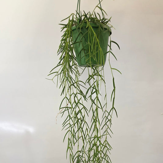 Hanging Hoya Linearis