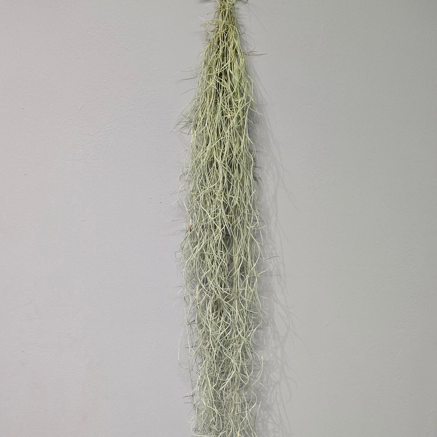 Tillandsia - Spanish Moss