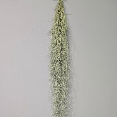 Tillandsia - Spanish Moss