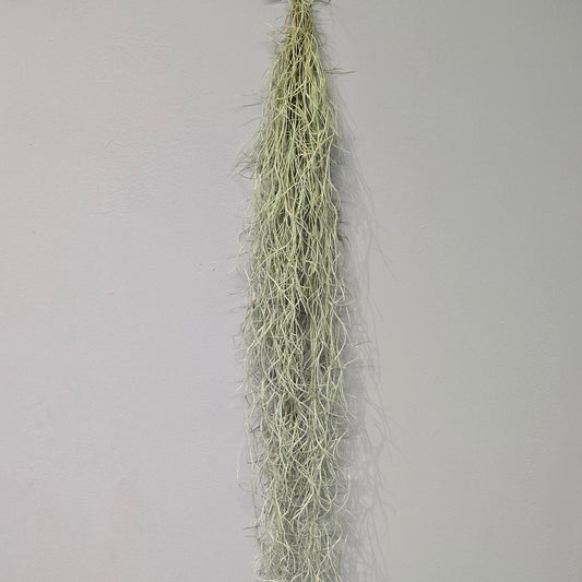 Tillandsia - Spanish Moss