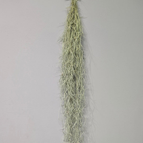 Tillandsia - Spanish Moss