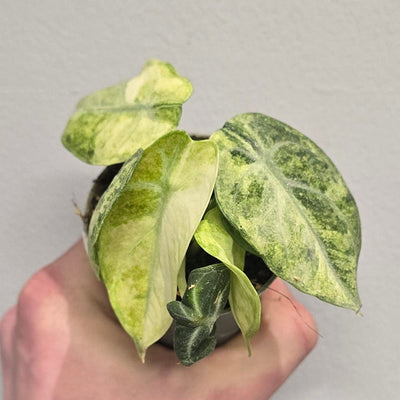 Alocasia Ninja Mint Variegated