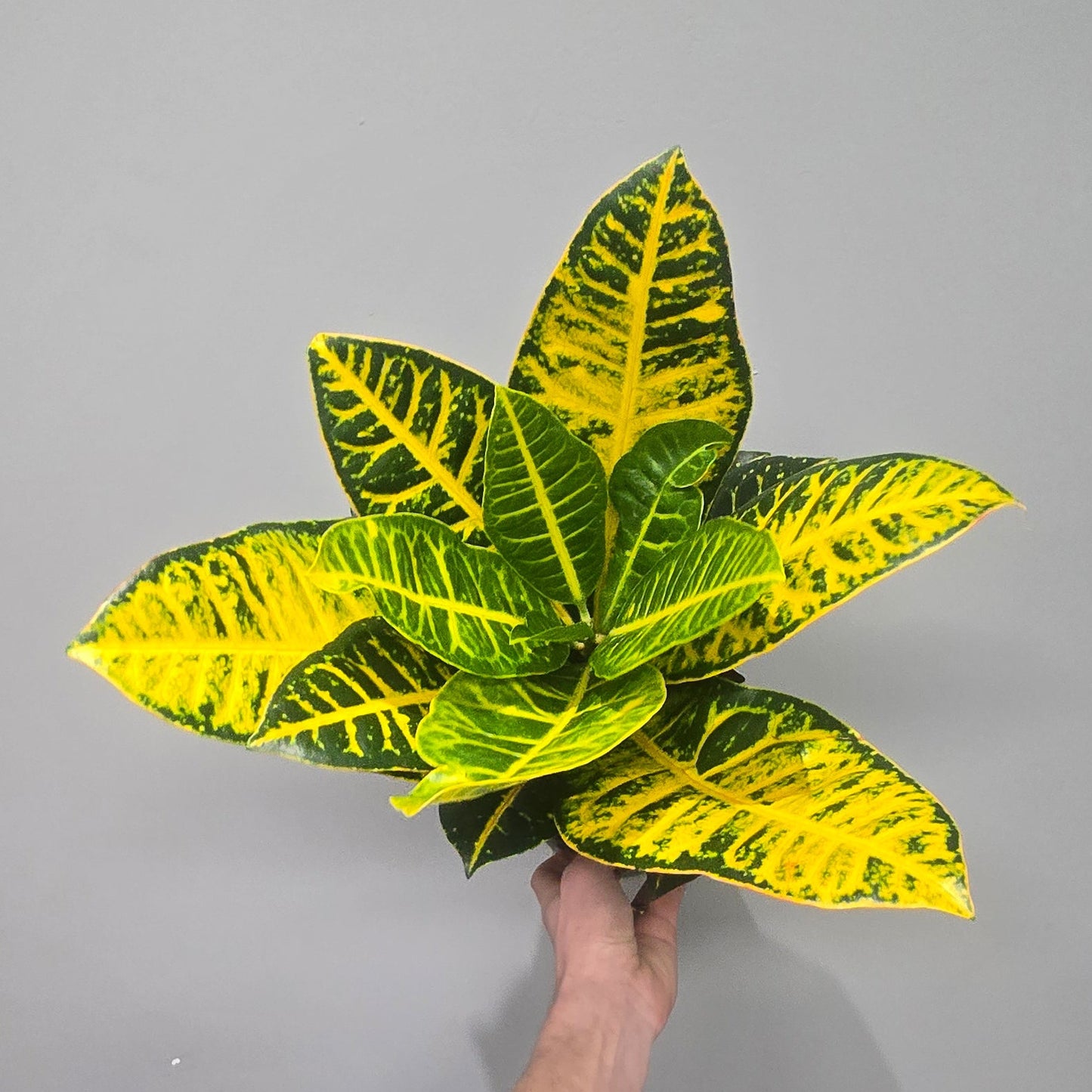 Codiaeum 'Petra'
