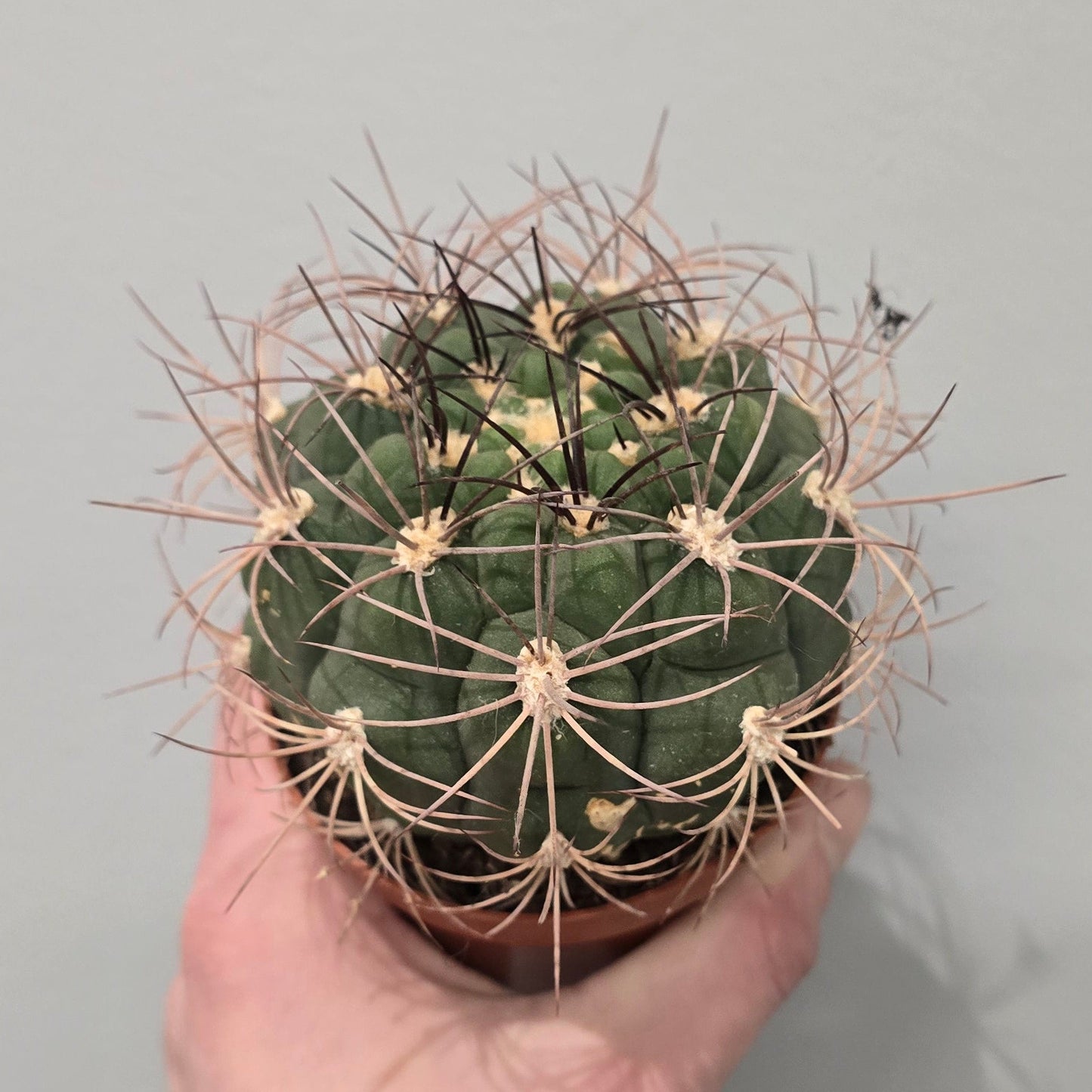 Small Cactus - Mixed