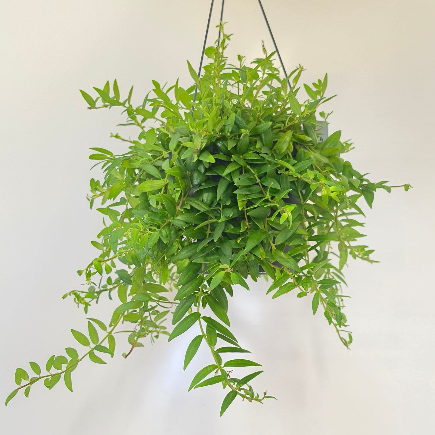 Hanging - Aeschynanthus Lipstick "Japhrolepis"
